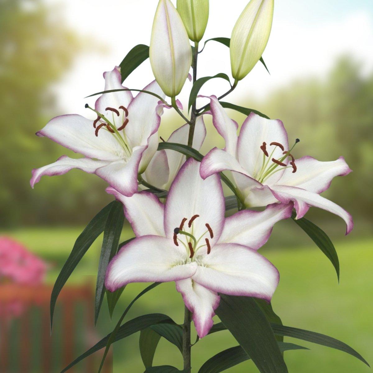 Lily Santander - Oriental Cut 14/16 | Leo Berbee Bulb Company